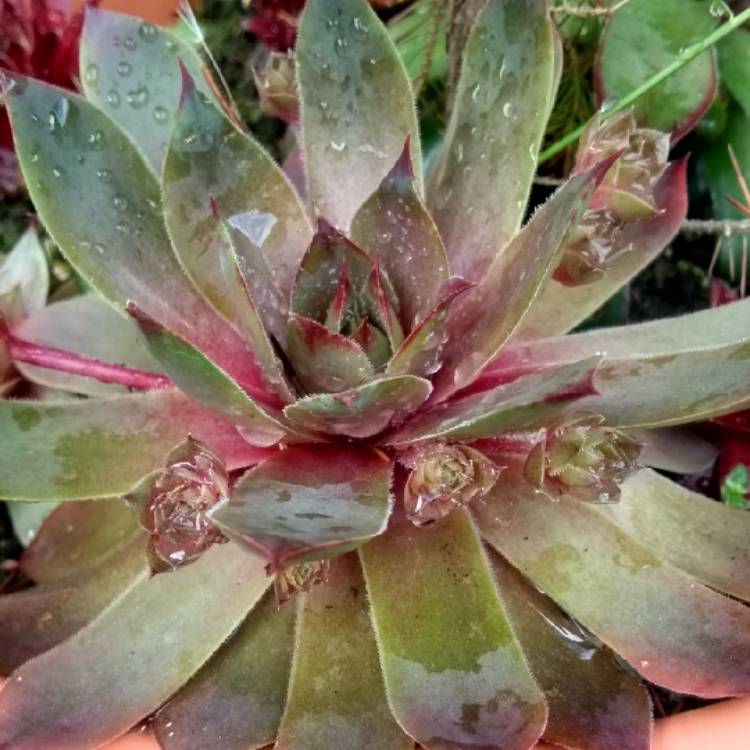 plant image 1028656