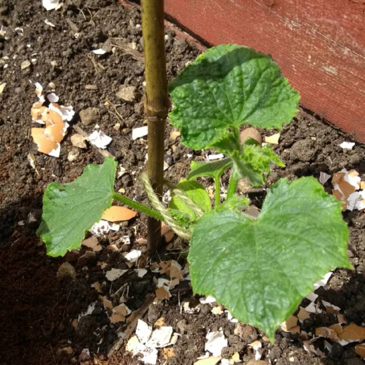 plant image 732937