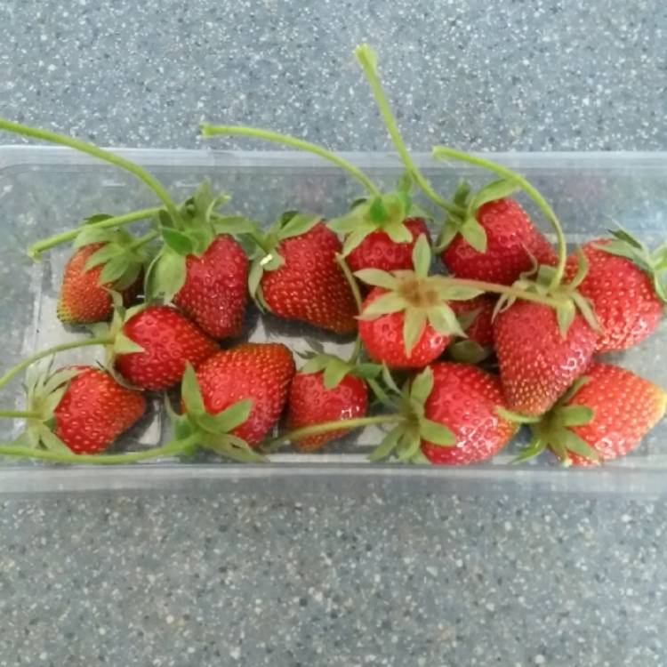 Plant image Fragaria x ananassa 'Symphony'