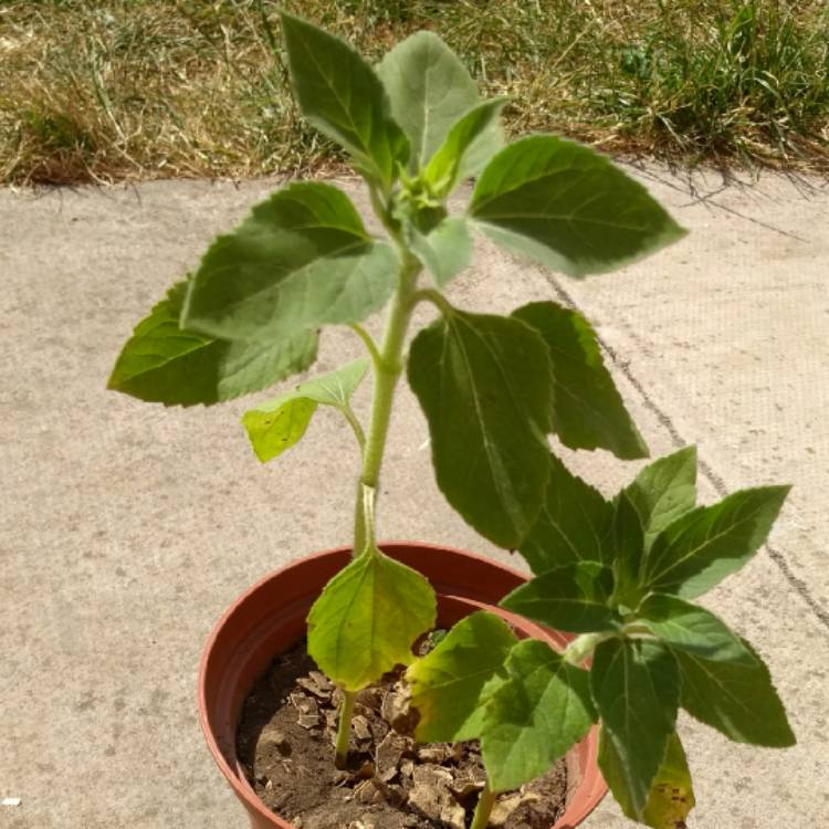 plant image 775673