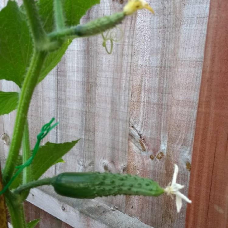 Plant image Cucumis Sativus 'Marketmore'