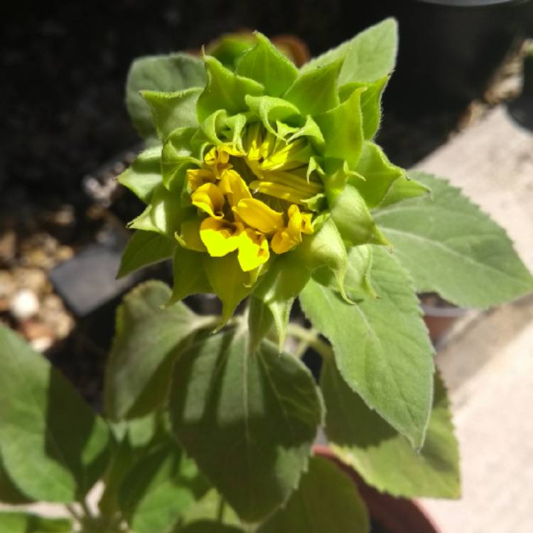 plant image 800483