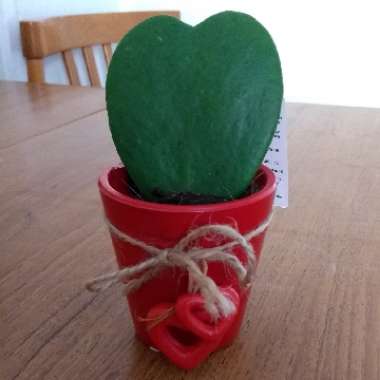Hoya kerrii