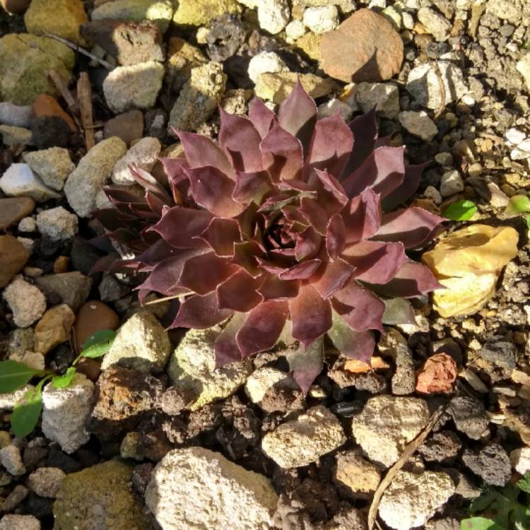 plant image 946640