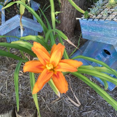 Daylily 'Mauna Lowa'
