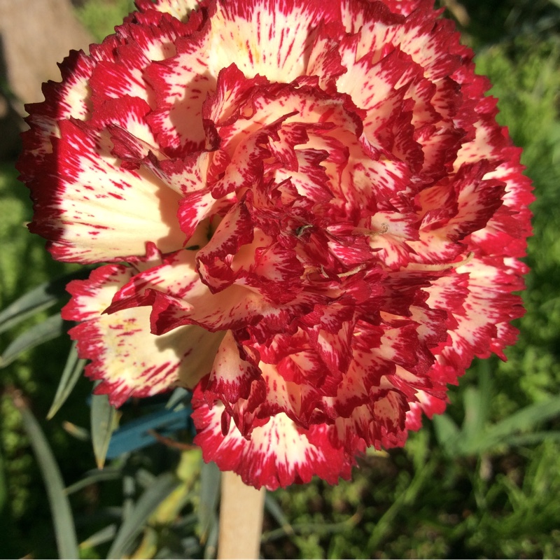 Gena's garden