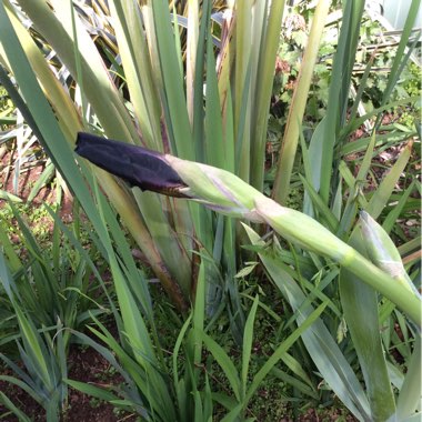 Gena's garden