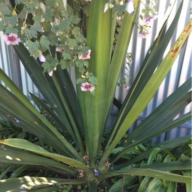 Gena's garden
