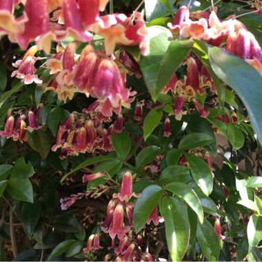 Gena's garden
