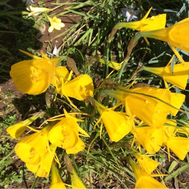 Gena's garden