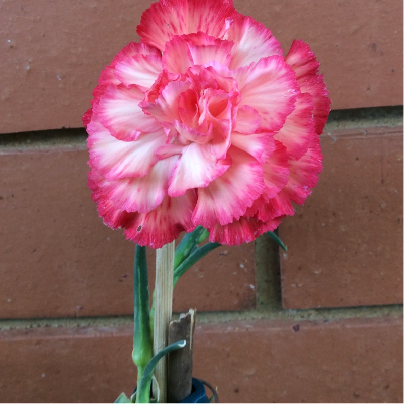 Gena's garden