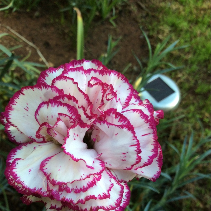 Gena's garden