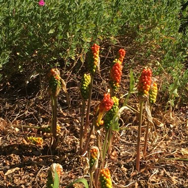 Arum italicum