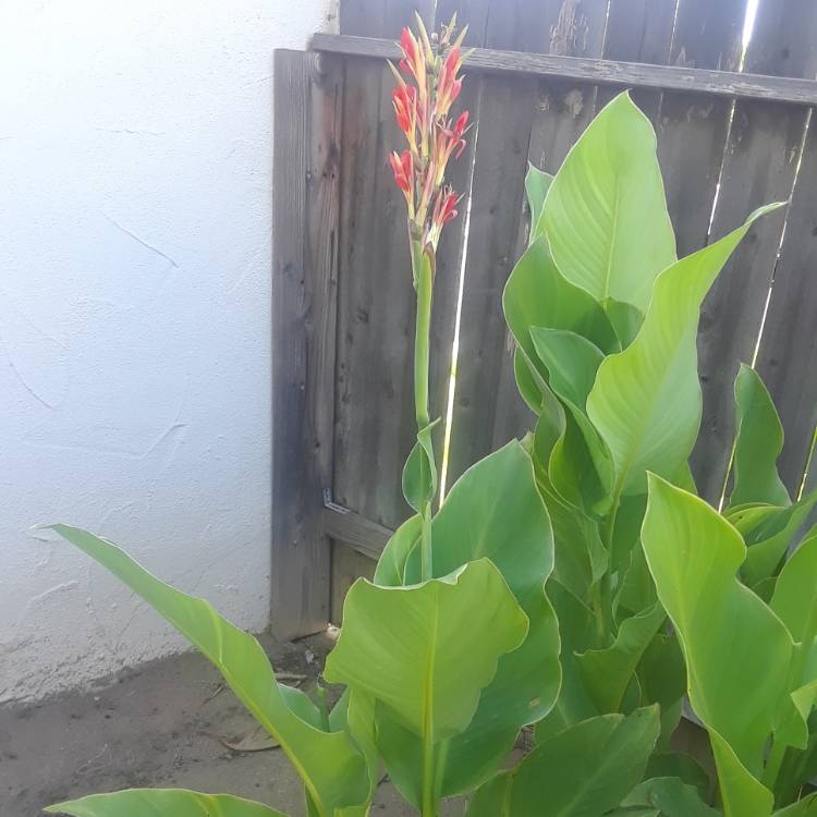 Plant image Canna indica syn. Canna discolor, Canna indica 'Edulis', Canna lanuginosa, Canna limbata, Canna 'Limbata'