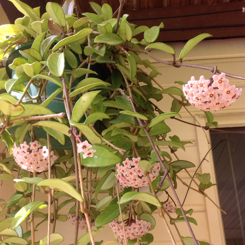 Plant image Hoya Carnosa