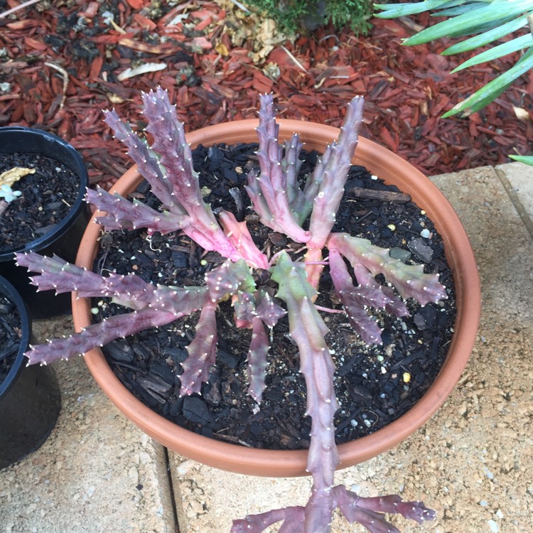 Plant image Stapelia grandiflora