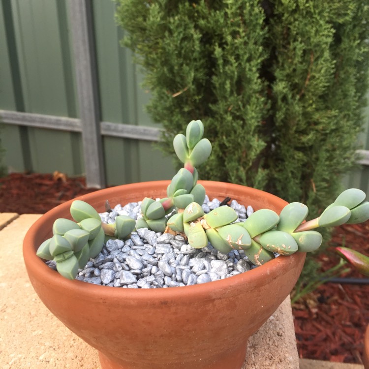 Plant image Delosperma