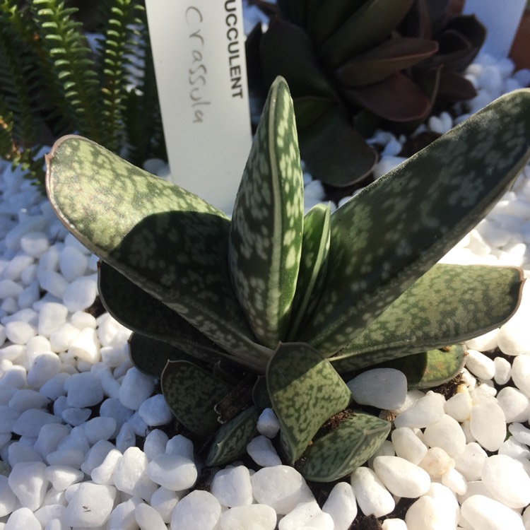 Plant image Gasteria pillansii var. pillansii (Mini)