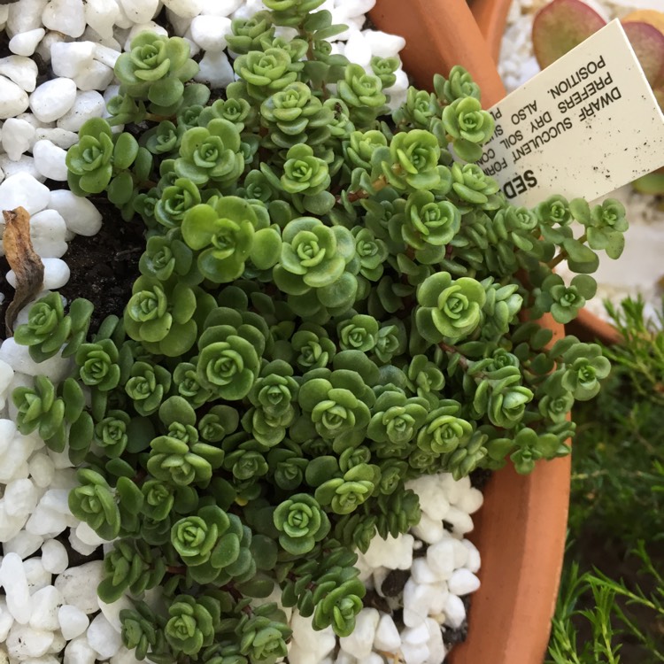 Plant image Sedum Spurium Tricolor