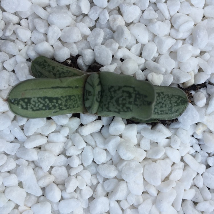 Plant image Gasteria Glomerata