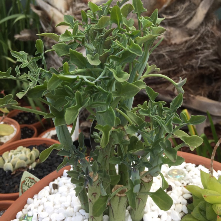 Plant image Senecio articulatus
