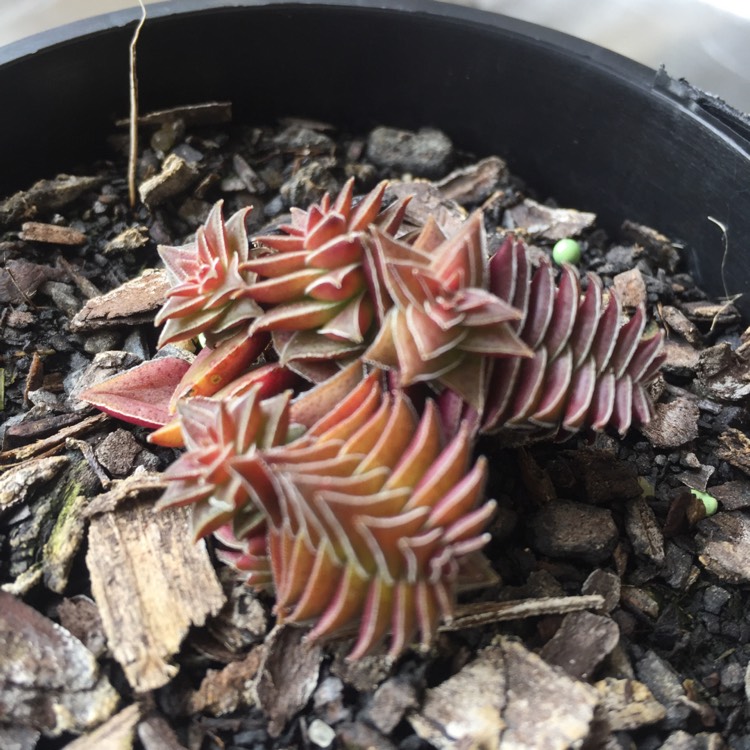 plant image 882264
