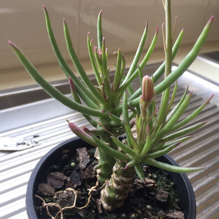 Plant image Senecio