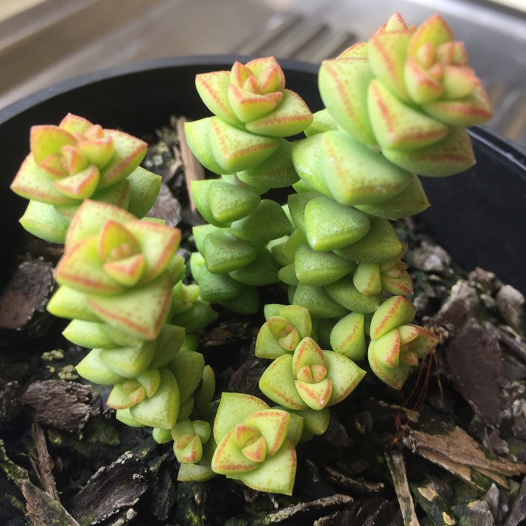 plant image 882278