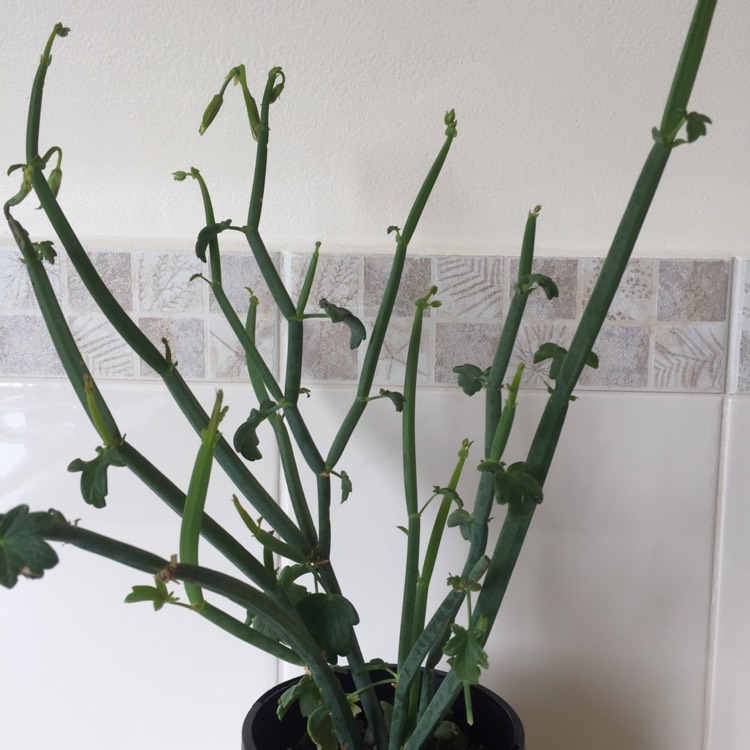 plant image 882279