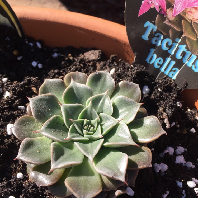 Plant image Tacitus Bellus syn.Graptopetalum Bellum