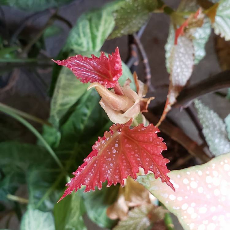 plant image 1577474 plant image 1577474