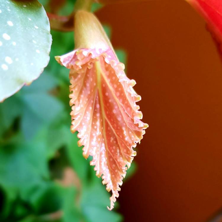 plant image 1632425 plant image 1632425