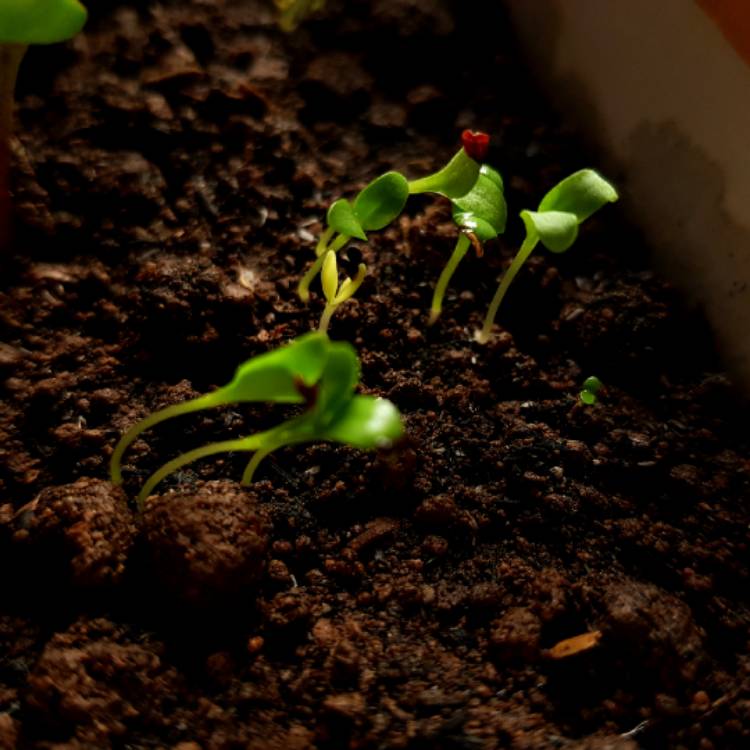 plant image 861442