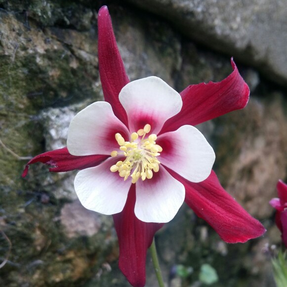 plant image 104086