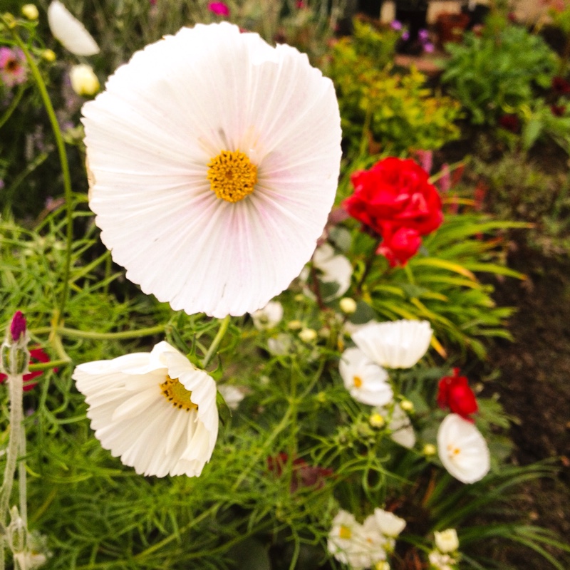 Plant image Cosmos Bipinnatus 'Cupcake'