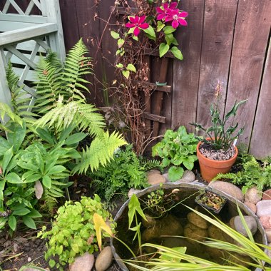 Geoff's garden