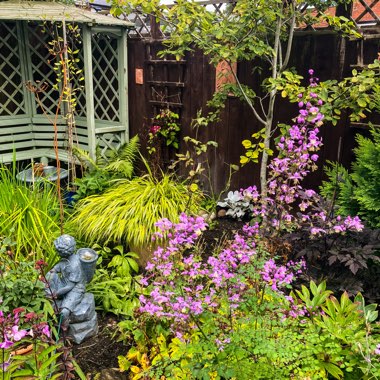 Geoff's garden