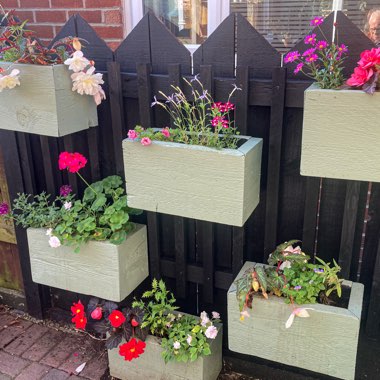 Geoff's garden