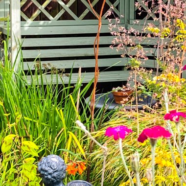 Geoff's garden