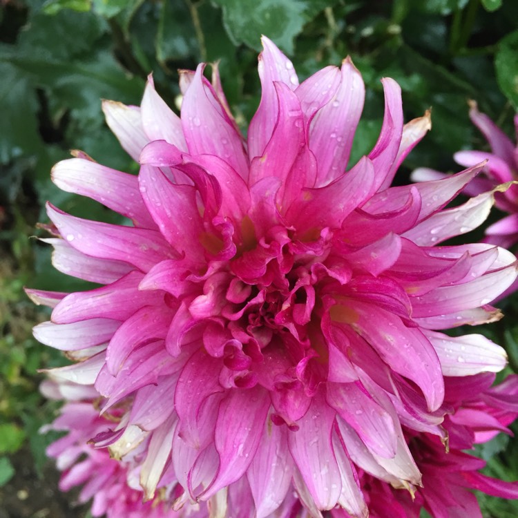 Plant image Dahlia 'Gallery Art Deco' (Gallery Series)
