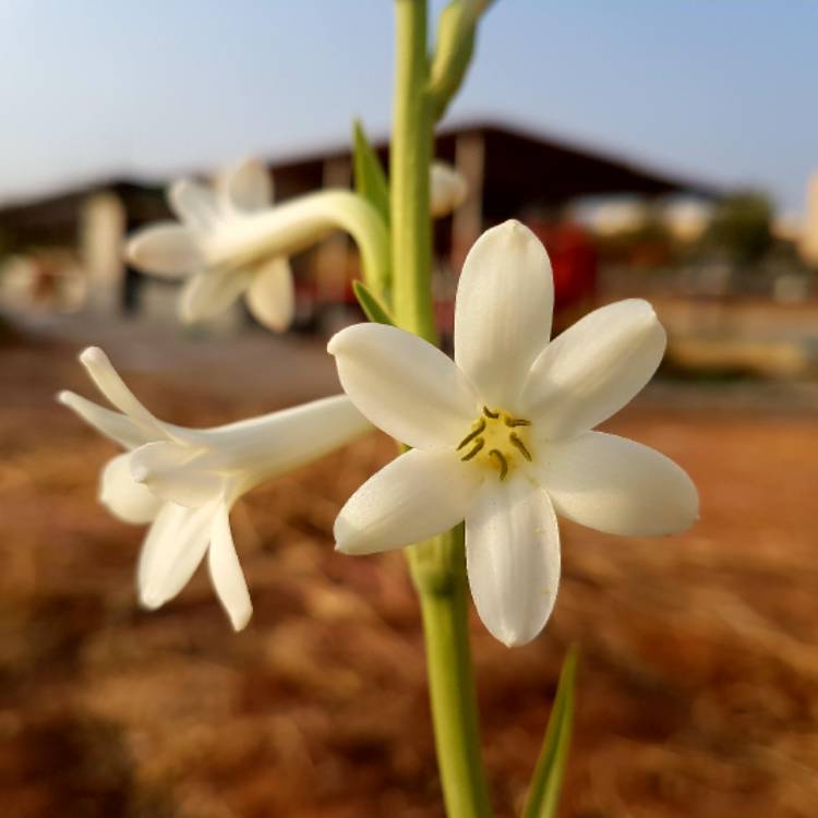 Plant image Polianthes tuberosa