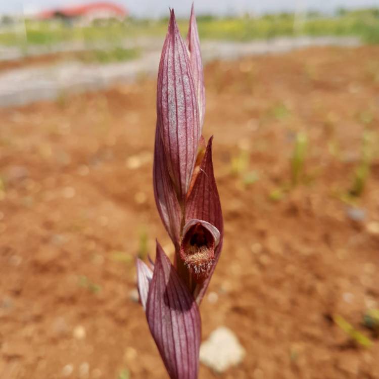 plant image 504374