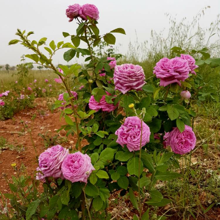 plant image 507591