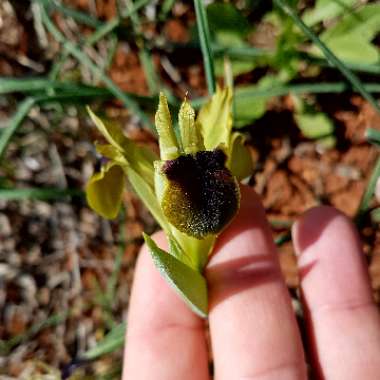 Iris tuberosa syn. Hermodactylus tuberosus