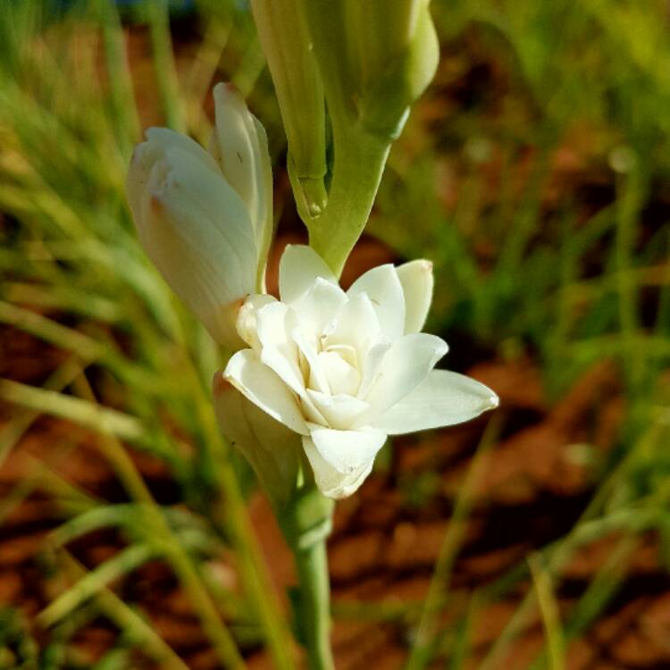 plant image 532450
