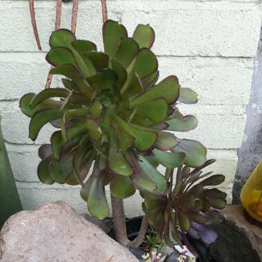 Georgina's garden