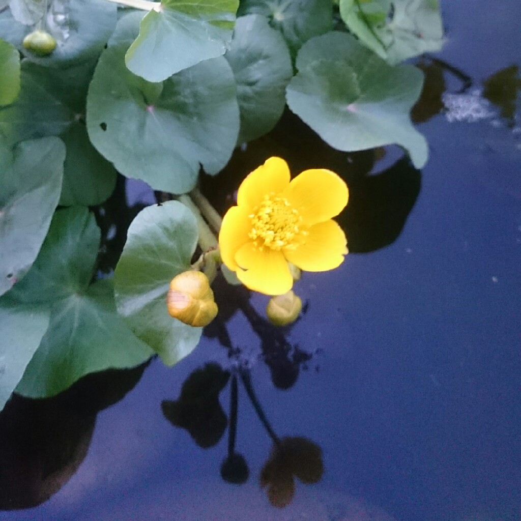 Caltha palustris syn. Caltha cornuta