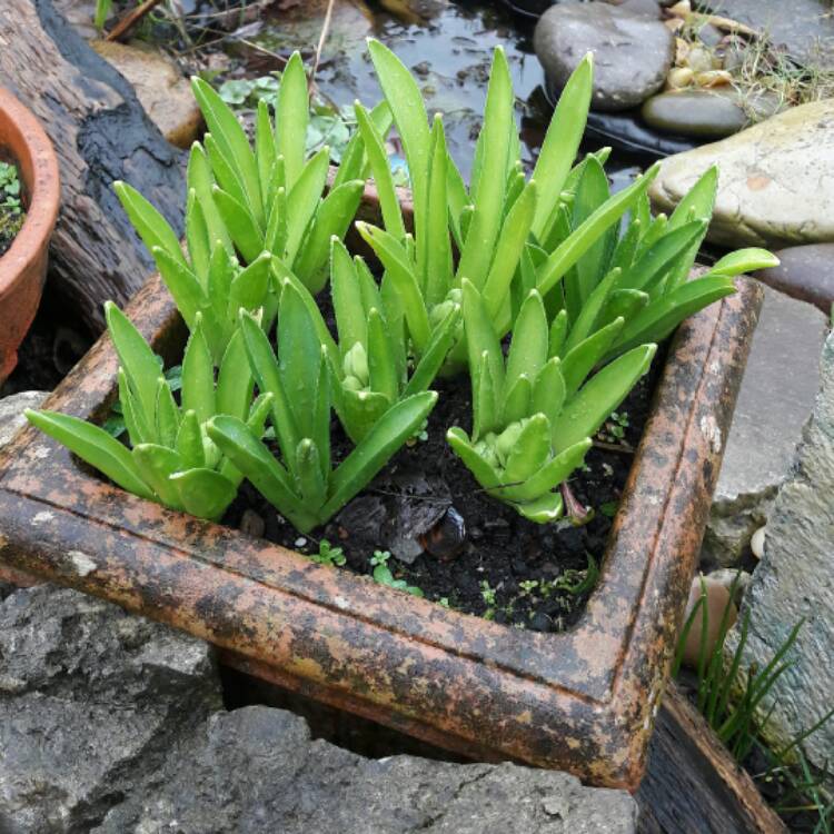 plant image 318180