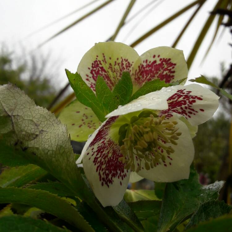 Plant image Helleborus x hybridus 'White Lady Spotted' (Lady Series)