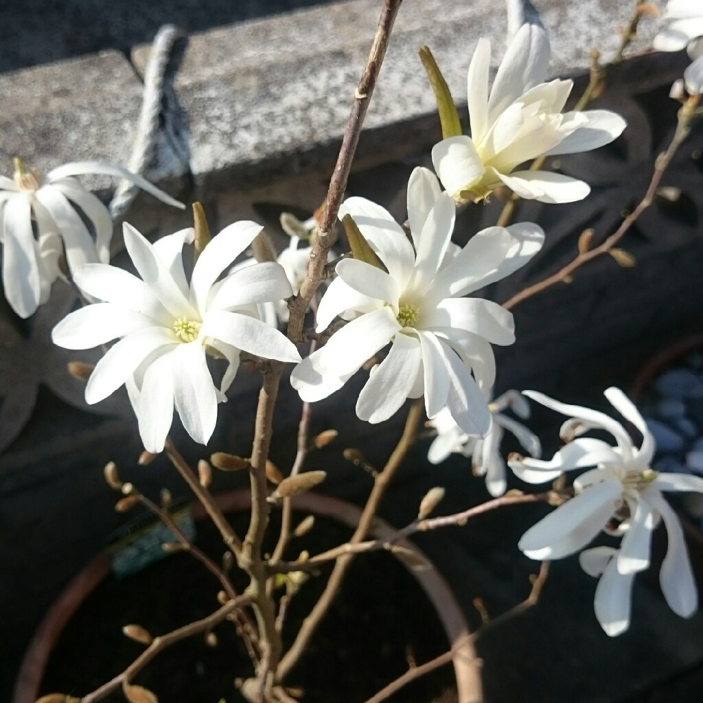 plant image 50202